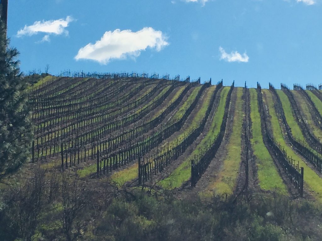 processes of healing and regeneration, Fellowship of Friends, Robert Earl Burton, Napa vineyard