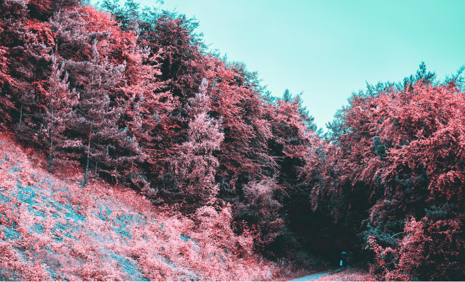 Evolution, Trees of Transformation, Klaus Labuttis, Fellowship of Friends, trust and verifications
