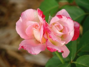 Divine Love, Human Love, Consciousness, Fellowship of Friends, Robert Earl Burton, Gurdjieff, FourthWayToday